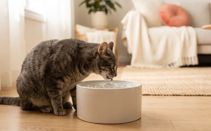 Seu gato não bebe água? Cinco mudanças que resolvem